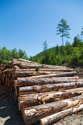 Какая ответственность (штраф) за незаконную вырубку леса (деревьев)?